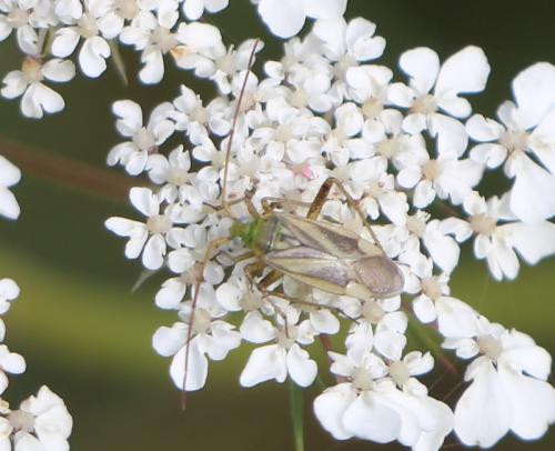 Adelphocoris lineolatus